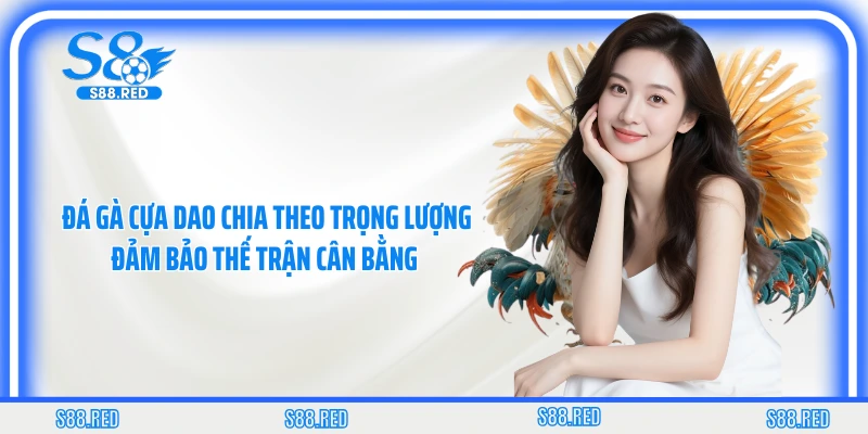 Đá gà cựa dao chia theo trọng lượng đảm bảo thế trận cân bằng