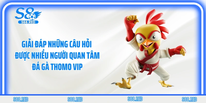 Giải đáp những câu hỏi được nhiều người quan tâm đá gà Thomo VIP