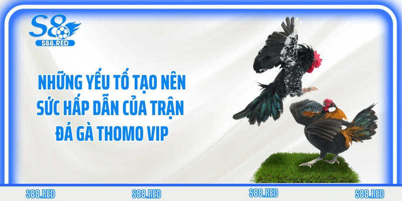Những yếu tố tạo nên sức hấp dẫn của trận đá gà Thomo VIP